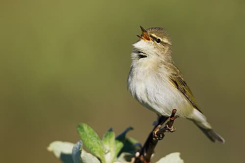 Arctic warbler, spring song on the arctic tundra of Northern Alaska Art Print